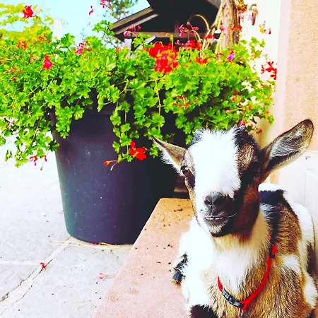 L'etoile Du Vignoble Au Coeur D'un Ranch Alsacien Sur La Route Des Vins Meuble 4 Etoiles - Climatise Апартаменты