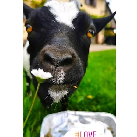 L'etoile Du Vignoble Au Coeur D'un Ranch Alsacien Sur La Route Des Vins Meuble 4 Etoiles - Climatise Дамбах-ла-Виль