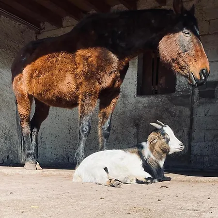Апартаменты L'etoile Du Vignoble Au Coeur D'un Ranch Alsacien Sur La Route Des Vins Meuble 4 Etoiles - Climatise *