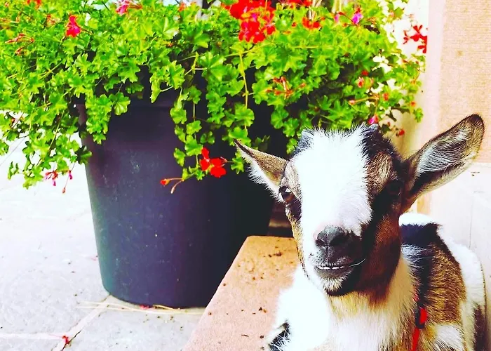 L'etoile Du Vignoble Meuble De Tourisme 4 Etoiles Au Coeur D'un Ranch Alsacien Sur La Route Des Vins - Climatise Apartment