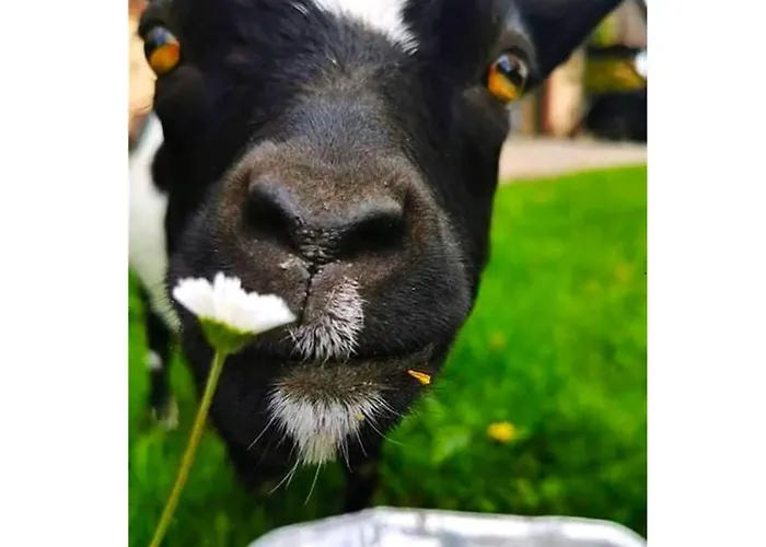 L'etoile Du Vignoble Meuble De Tourisme 4 Etoiles Au Coeur D'un Ranch Alsacien Sur La Route Des Vins - Climatise Dambach-la-Ville