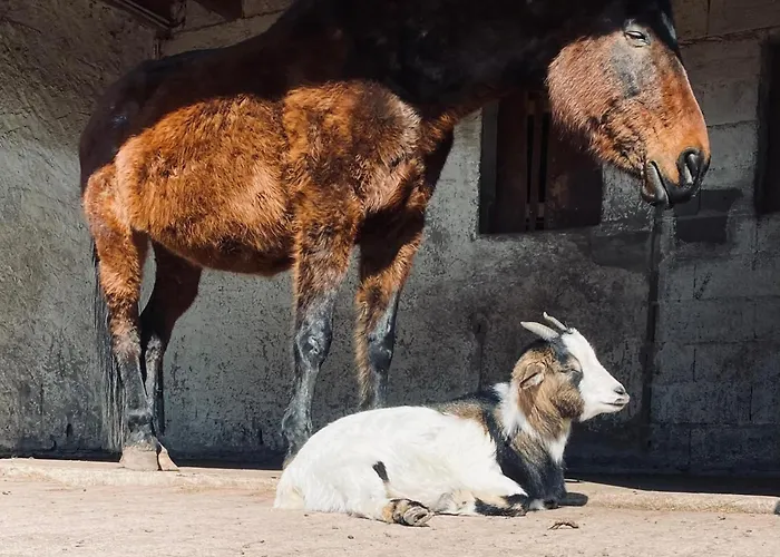 Apartment L'etoile Du Vignoble Meuble De Tourisme 4 Etoiles Au Coeur D'un Ranch Alsacien Sur La Route Des Vins - Climatise *